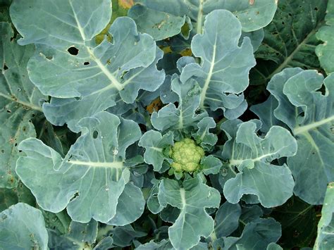 Cauliflower: Planting, Growing, and Harvesting Cauliflower | The Old ...