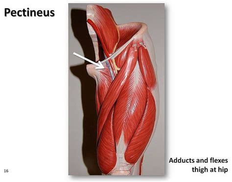 Pectineus - Muscles of the Lower Extremity Anatomy Visual Atlas, page ...