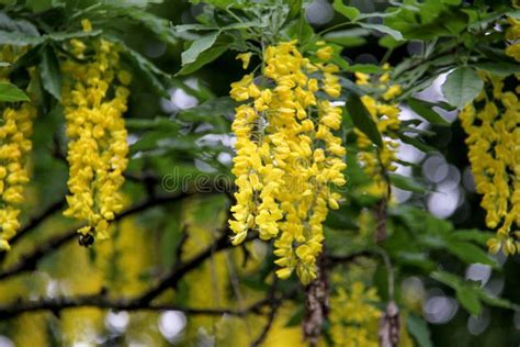 Golden chain tree stock photo. Image of florescence, blossom - 94500640