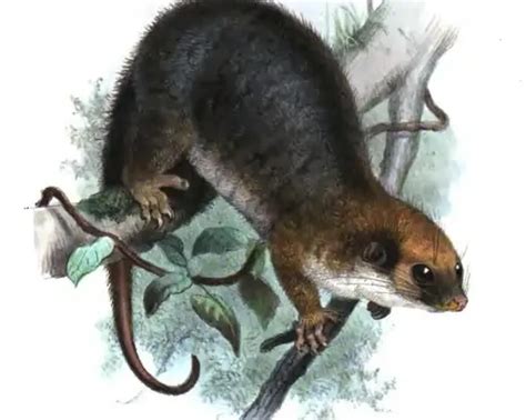 Painted ringtail possum - Facts, Diet, Habitat & Pictures on Animalia.bio