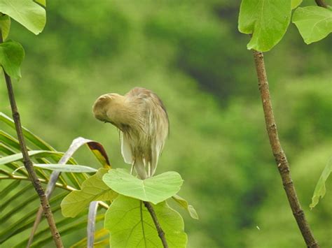 Bagla Bird Stock Photo - Download Image Now - iStock