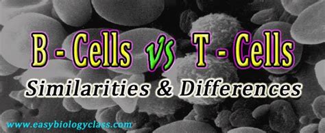 Difference between B Cells and T Cells | EasyBiologyClass