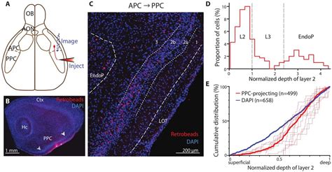 The Anterior Piriform Cortex Is Sufficient For Detecting