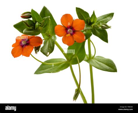 Scarlet pimpernel flower Cut Out Stock Images & Pictures - Alamy