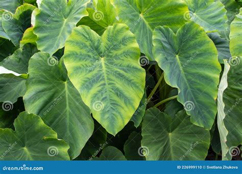 Colocasia Esculenta or Taro or Kalo Tropical Edible Plant Leaves Stock Photo - Image of garden ...