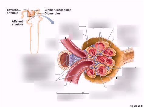 juxtaglomerular apparatus Diagram | Quizlet