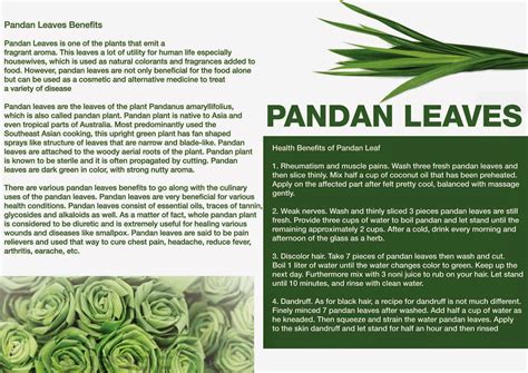 » Pandan Leaves Health Benefits and Pandan Leaf in Cook Rice