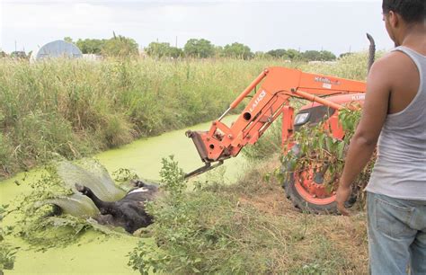 Gator farm shows how hunting, conservation work together | Business ...