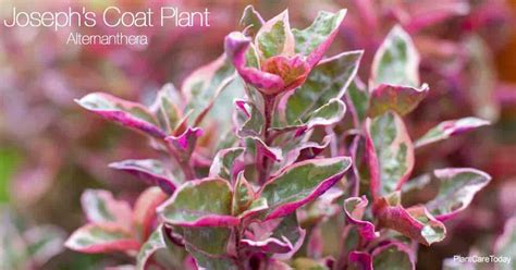 Joseph's Coat Plant: How To Grow and Care For Alternanthera