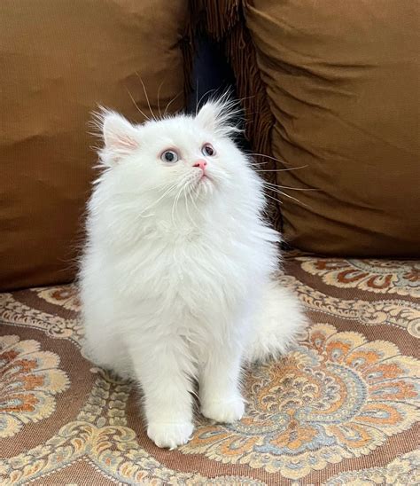 White Persian Kittens