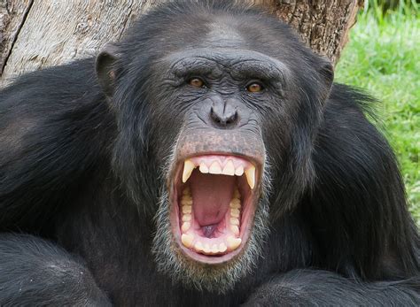 Would You Win a Fight With a Chimpanzee? Many Think So.