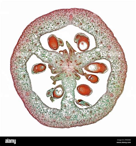 Photomicrograph ovary Cut Out Stock Images & Pictures - Alamy