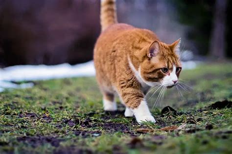 9 Fun Facts About Orange Tabby Cats - The Purrington Post