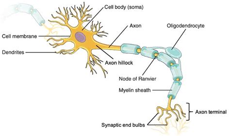 Figure 11.3.2: Parts of a Neuron in the CNS | A neuron has a… | Flickr