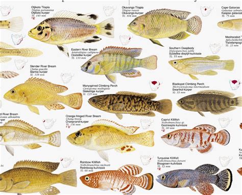 Freshwater Fishes, Southern Africa - Poster: All the Smaller Indigenous and Introduced Species ...