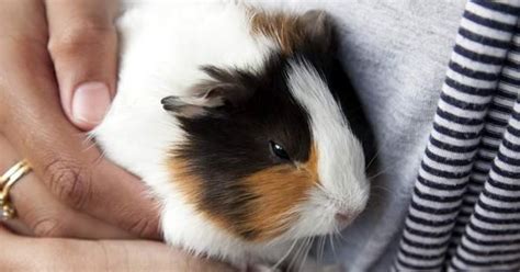 the perfect "pig" | Petco Wholepets | Piggies - guinea that is | Pinterest | Pigs, Guinea Pigs ...