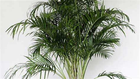 Butterfly Palm | Palmera | Indoor Plants Philippines