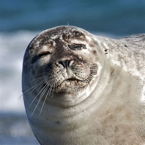 Harbour Seal | Discover Animals