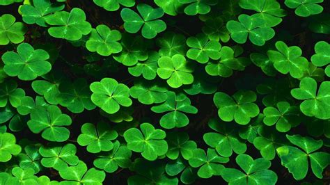 Four Leaf Clover Wallpapers - Wallpaper Cave