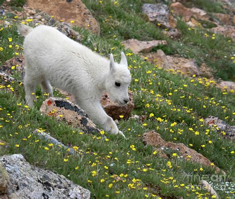 Baby Mountain Goats