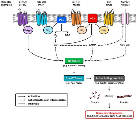 Molecules | Special Issue : G-protein Coupled Receptor Structure and ...