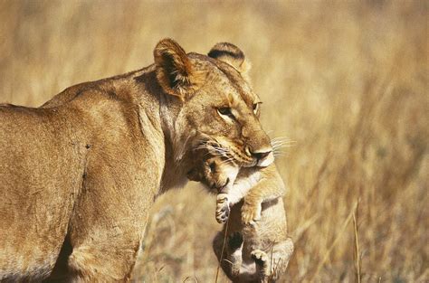 Lioness Carrying Cub In Its Mouth Photograph by Mary Beth Angelo - Pixels