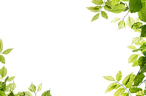 Green leaves frame PNG
