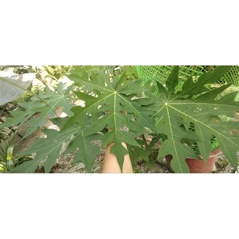 Dahon ng Papaya/ Papaya leaves (1pc) | Shopee Philippines