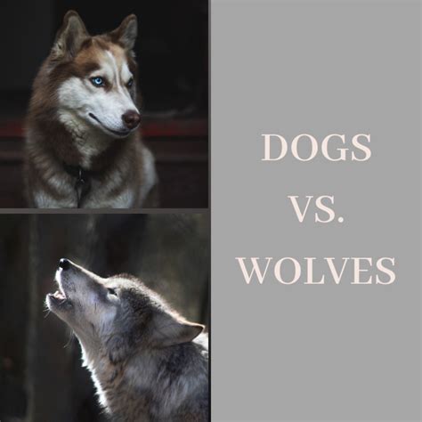 The Differences Between Dogs and Wolves - PetHelpful