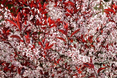 Propagating A Sand Cherry - Growing Sand Cherry From Cuttings And Seed