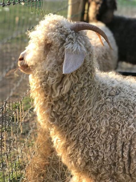 Raising Angora Goats for Soft and Sustainable Mohair Fiber • Insteading