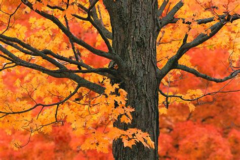 Sugar Maple Tree Bark