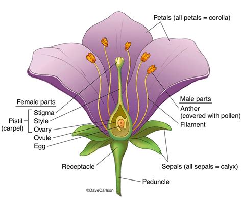 A Labeled Diagram Of A Flamboyant Flower Flower Label Diagra