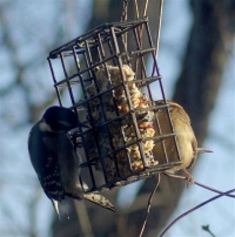 Good Bacon Grease Suet Cake Recipe for Birds? | Garden bird feeders ...