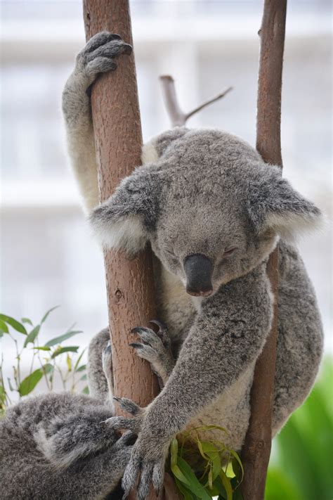 Sleeping Koala by lonewolf6738 - Image Abyss