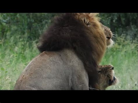 Male Lions Mating at Kruger National Park | Kruger Park Sightings - YouTube