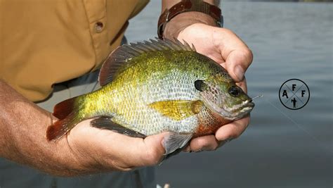 World Record Bluegill: Unveiling The Impressive Catch - A Fellow Fisherman