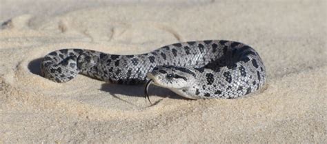 Hognose Snake Morphs: Discover The 25+ Types Of Hognose Snake Breeds - IMP WORLD