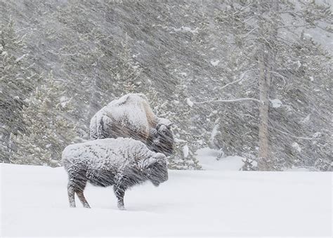 What Is A Blizzard? - WorldAtlas