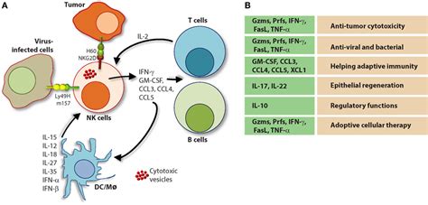 b cell maturation activation and differentiation ppt