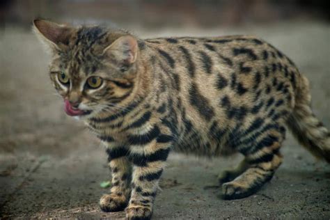 Schwarzfußkatze: Die tödlichste Raubkatze der Welt - PETBOOK