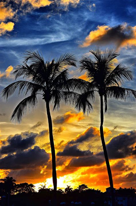 MIAMI SUNSET by Thomas Schroeder | Landscape pictures, Palm tree sunset, Destination photography