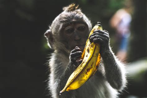 Banco de imagens : plantar, animais selvagens, bico, mamífero, Primata ...