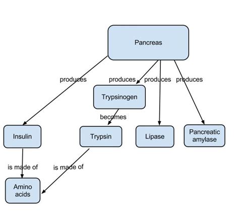 How To Study Biology Effectively - INFOLEARNERS