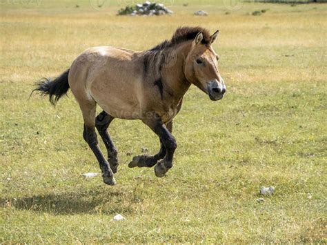 przewalski horse portrait in summer running to you 12009326 Stock Photo ...