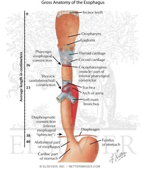 E.N.T: Gross Anatomy of Esophagus