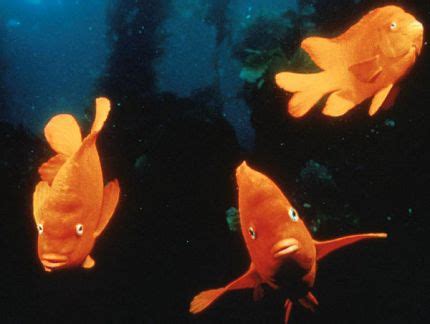 Aquarium of the Pacific | Online Learning Center | Garibaldi