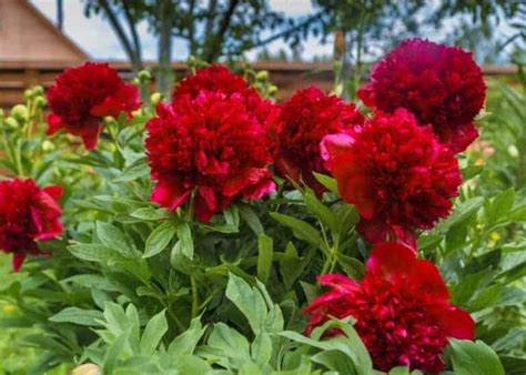 25+ red peonies ️ 🌸 BEST varieties to grow and for bouquets