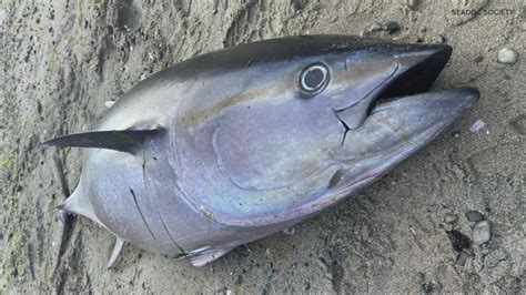 Pacific bluefin tuna found washed up on Orcas Island | king5.com