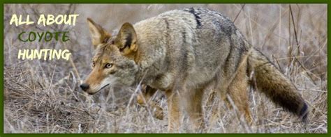 Coyote Hunting Tips and Tricks - Good Game Hunting